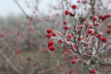 Kuşburnu içinde belgili tanımlık soğuk 