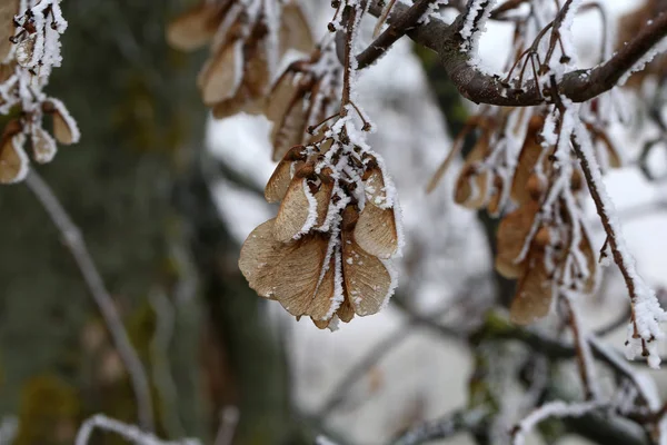 Kuru bir akçaağaç tohumları