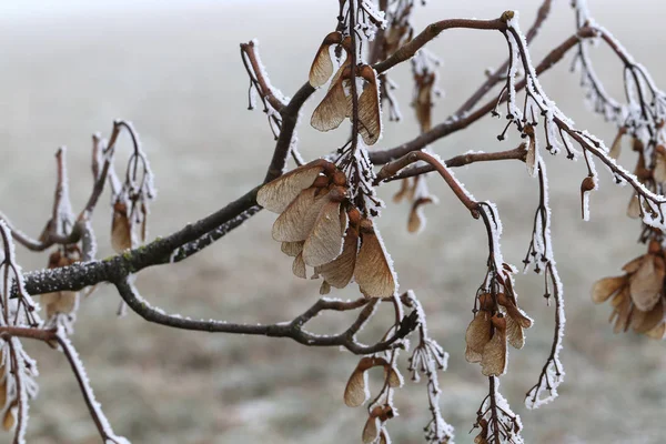 Kuru bir akçaağaç tohumları