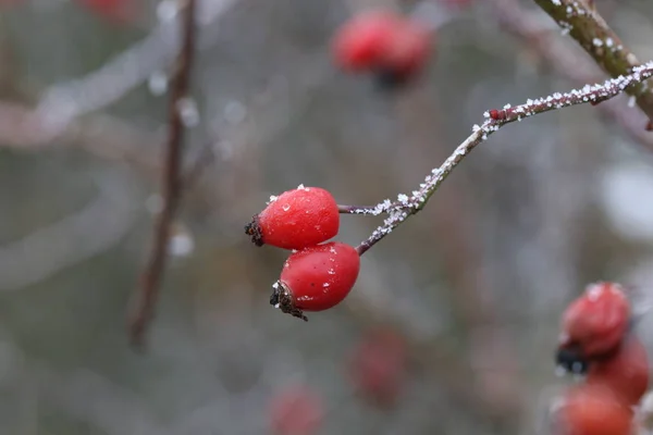 Les églantiers dans le froid — Photo