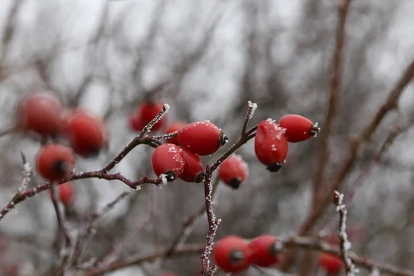 Rosehips no frio — Fotografia de Stock