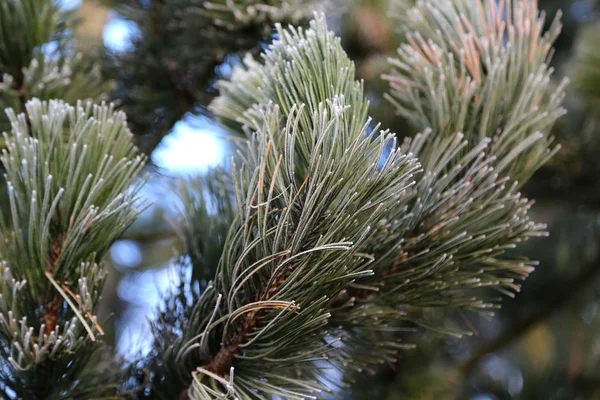 Nadeln im Frost — Stockfoto