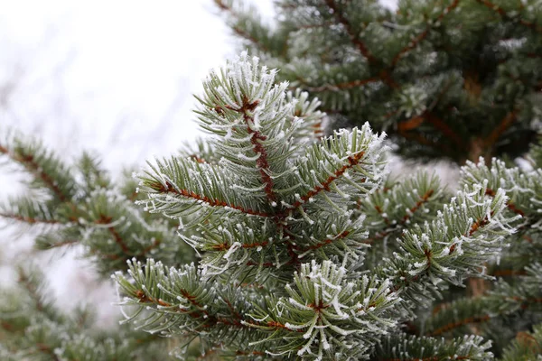 Nålar i frosten — Stockfoto