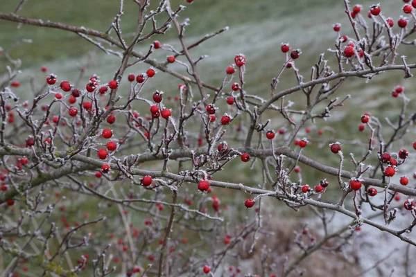 Alıç içinde belgili tanımlık soğuk