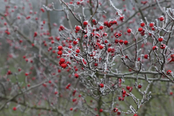 Kuşburnu içinde belgili tanımlık soğuk 
