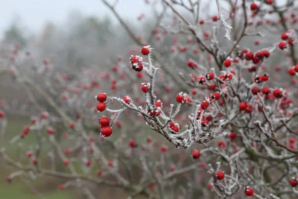 Kuşburnu içinde belgili tanımlık soğuk 