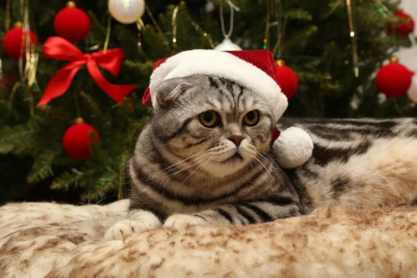 Gato em um terno de Papai Noel — Fotografia de Stock