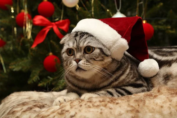 Gato em um terno de Papai Noel — Fotografia de Stock