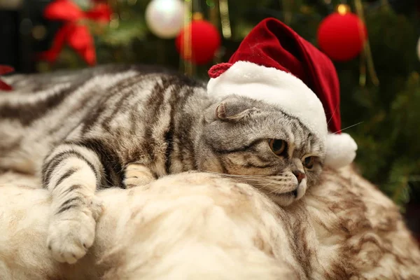 Kedi ile Noel Baba bir takım elbise — Stok fotoğraf