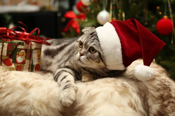 Gato em um terno de Papai Noel — Fotografia de Stock