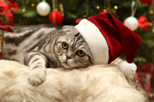 Kedi ile Noel Baba bir takım elbise — Stok fotoğraf