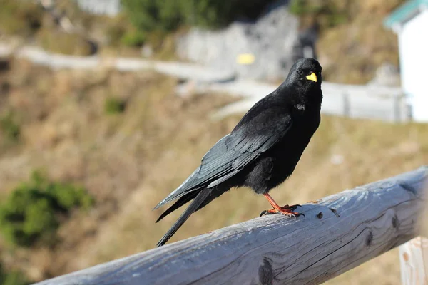 알파인 chough — 스톡 사진