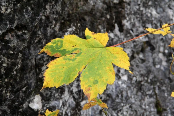 Herfst / najaar bladeren van een boom — Stockfoto