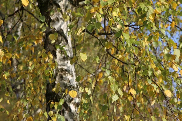 Blätter der Birke im Wald — Stockfoto