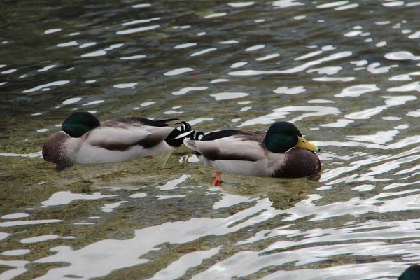 Ducks on the river — Stock Photo, Image