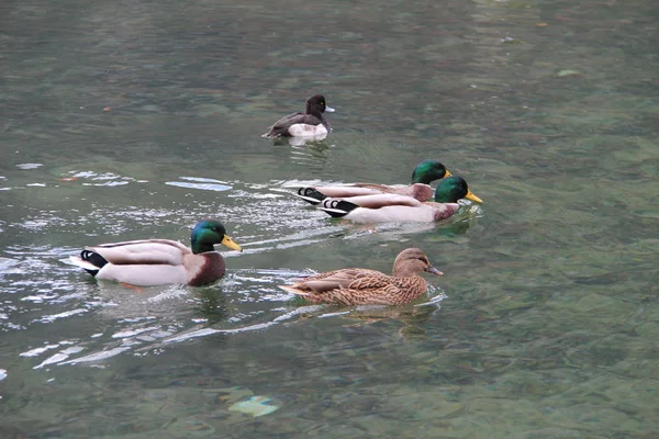 Ducks on the river — Stock Photo, Image