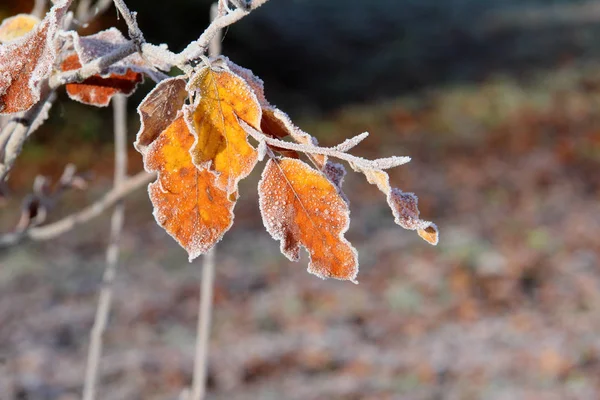霜冻中的叶子 — 图库照片