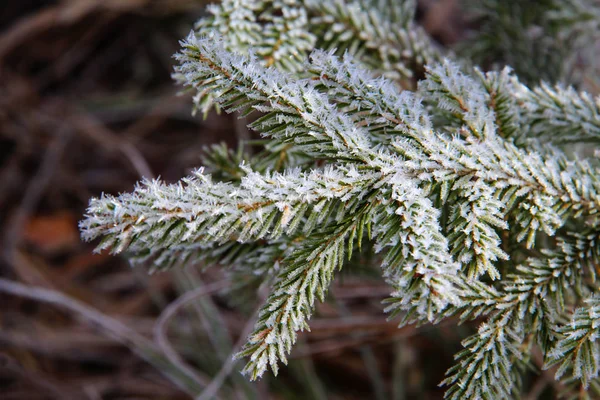 Nålar i frosten — Stockfoto