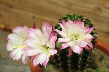 Kaktüs bloom nadirdir