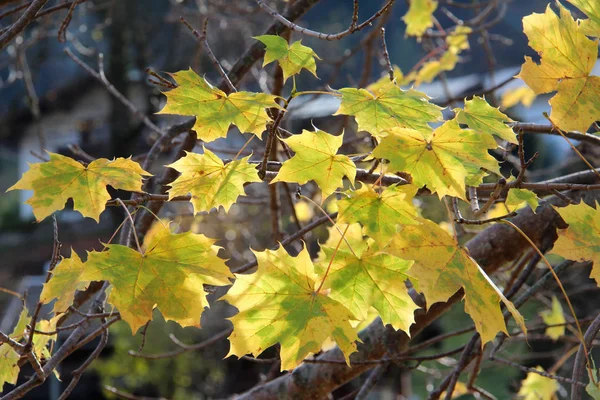 Herbst / Herbst Blätter eines Baumes — Stockfoto