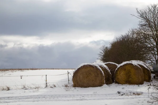 捆捆的干草躺在雪中 — 图库照片