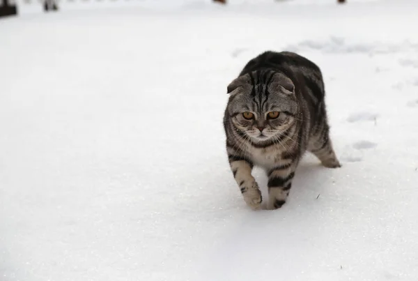 Kot w śniegu — Zdjęcie stockowe