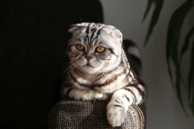  Britanya ile ilgili stenografi kedi