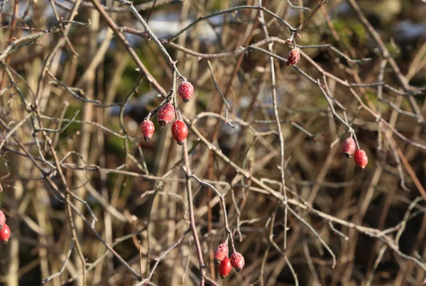Owoce dzikiej róży na zimno — Zdjęcie stockowe