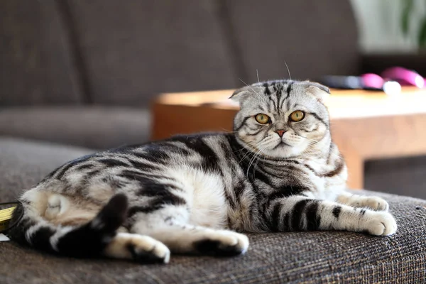 Británico taquigrafía gatito — Foto de Stock