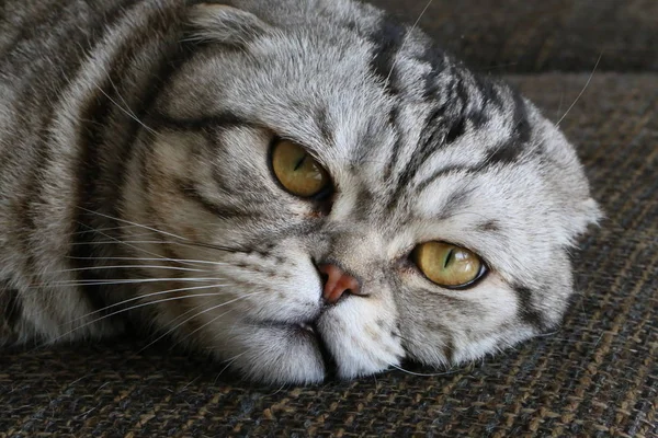 Britânico gatinho shorthair — Fotografia de Stock