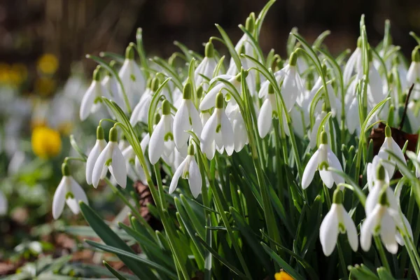 Białe wiosenne kwiaty — Zdjęcie stockowe
