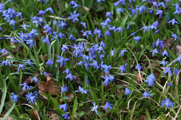 Scilla - erken bahar çiçekleri