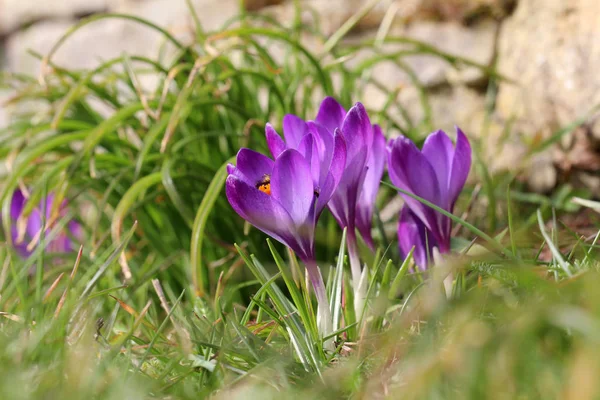 A group of crocuses in the grass — Stock Photo, Image