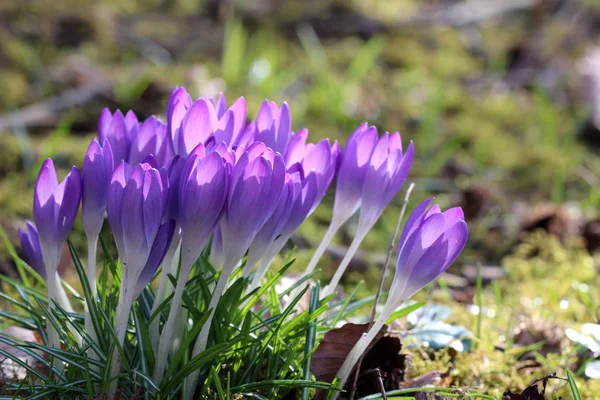 A group of crocuses in the grass — Stock Photo, Image
