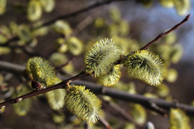 Çiçek açması Kukum sarı stil makro çekim