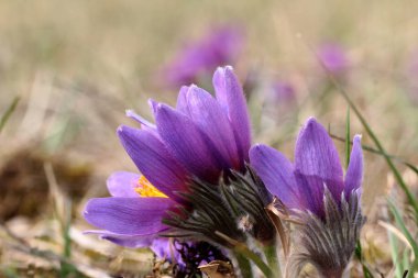 bahar çiçekleri mor pasque 
