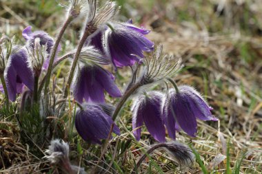 bahar çiçekleri mor pasque 