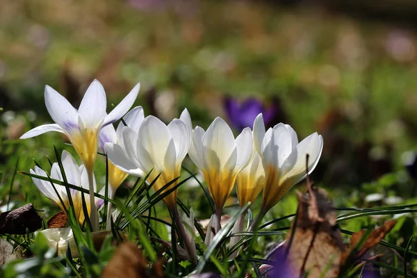 A group of crocuses in the grass — Stock Photo, Image