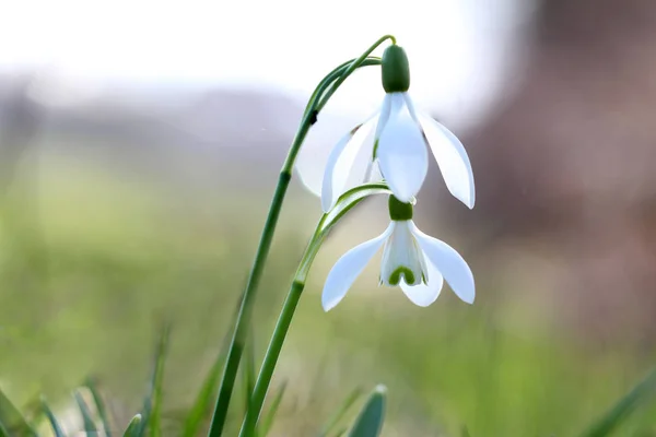 Sněženka / bílé jarní květiny na rozostření pozadí zelené. — Stock fotografie