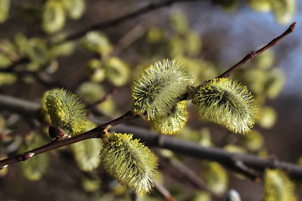 Plan macro de style jaune de saule-chatte en fleurs — Photo