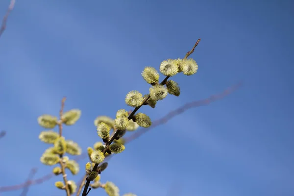 Plan macro de style jaune de saule-chatte en fleurs — Photo