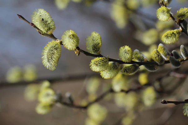 Plan macro de style jaune de saule-chatte en fleurs — Photo