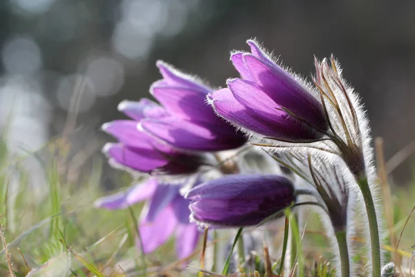 Purple pasque flowers in springtime — Stock Photo, Image