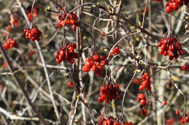 kuru kırmızı meyveler 