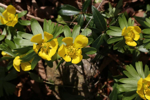 Eranthis hyemalis groeit in Zuid-Europa, de foto is genomen in Duitsland — Stockfoto