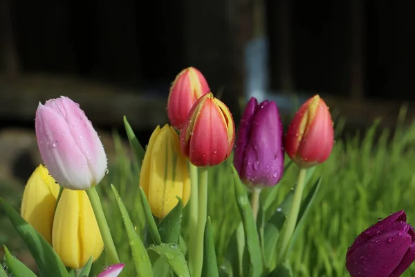 Тюльпаны разных цветов  . — стоковое фото