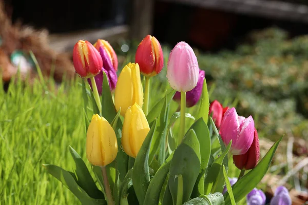 Tulipány různých barev . — Stock fotografie