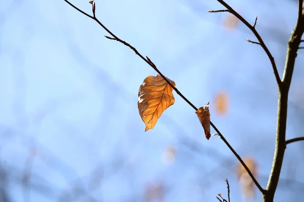 Eenzame geel blad hangen aan een boom — Stockfoto