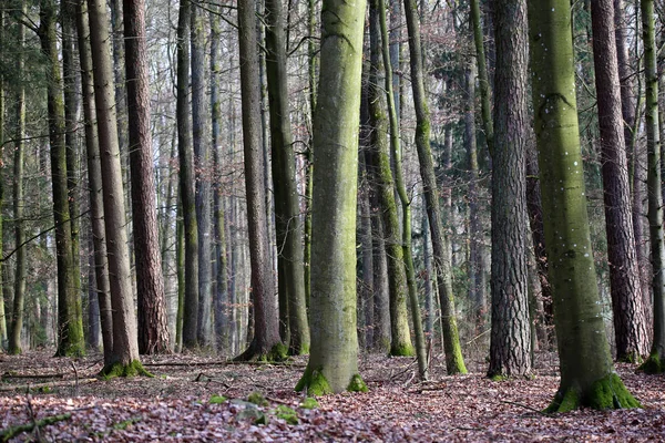 İlkbaharda orman — Stok fotoğraf