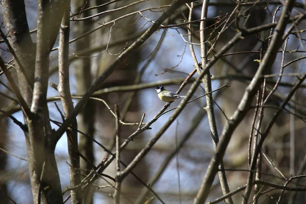 Ein Vogel sitzt auf einem Baum — Stockfoto